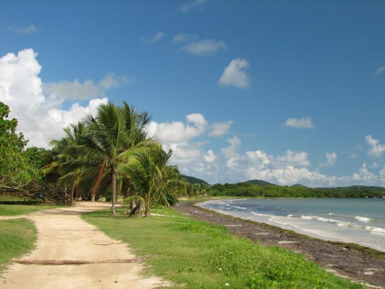 Ceiba